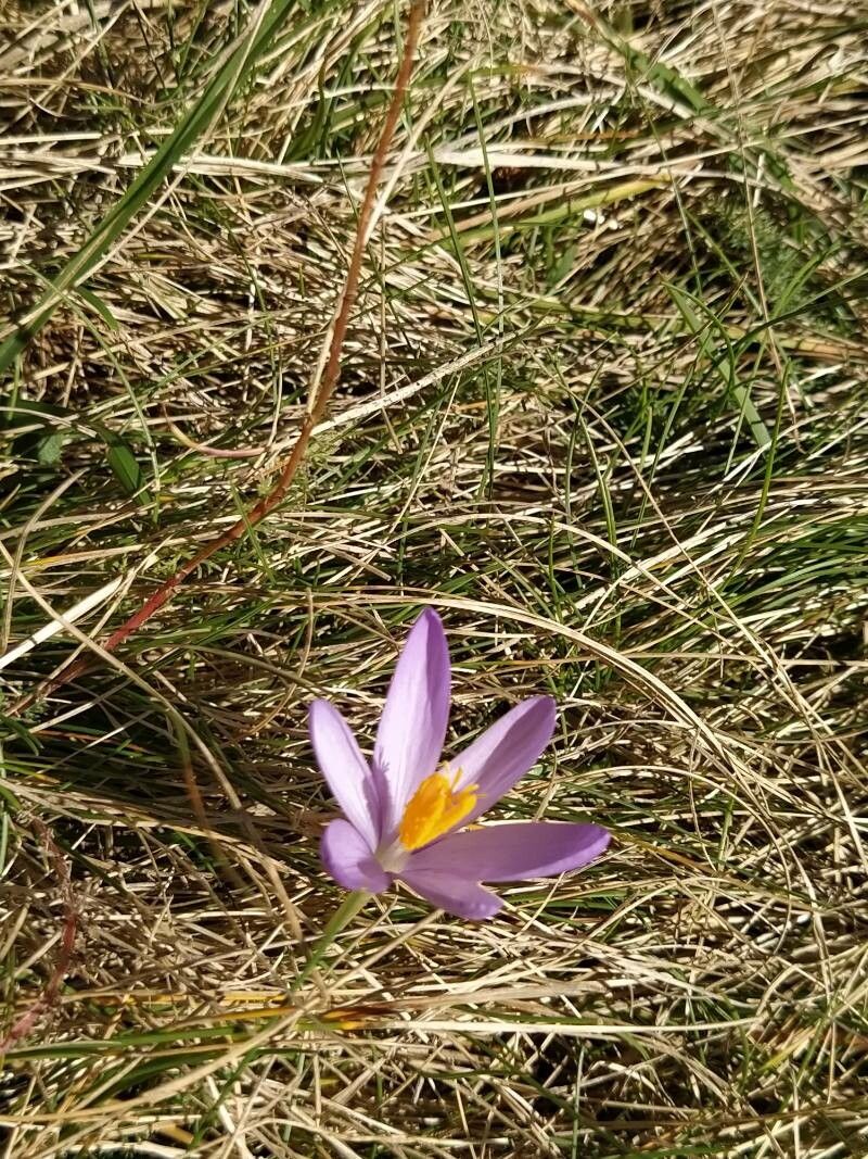 Crocus nudiflorus fruit