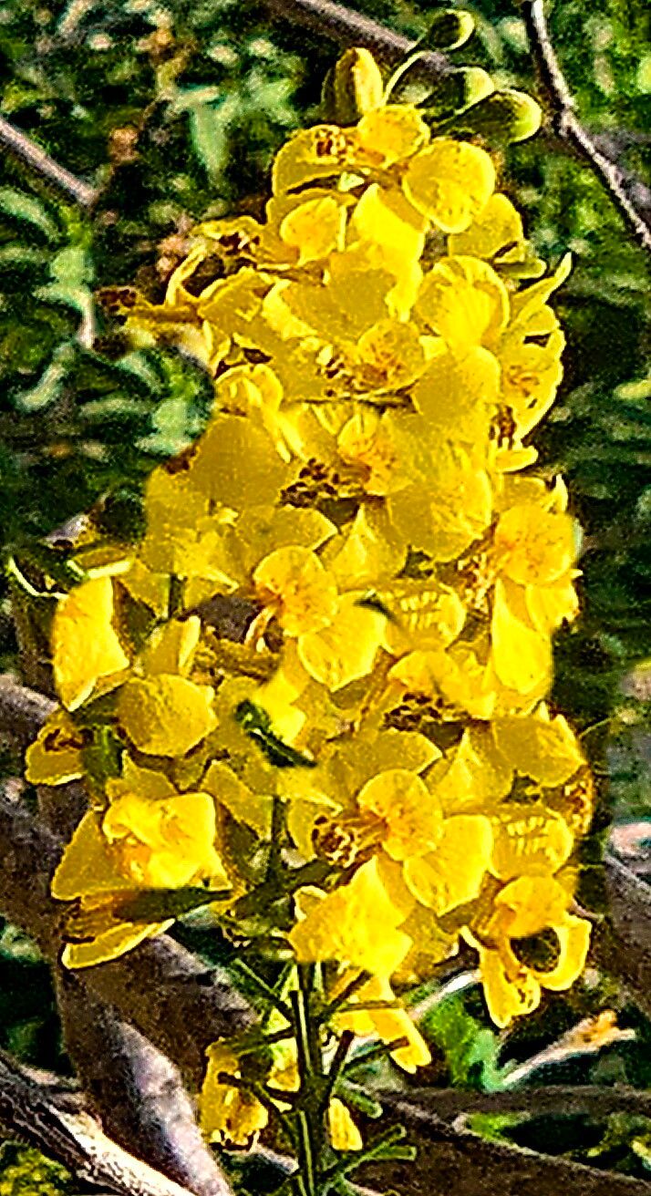 Erythrostemon yucatanensis — search result for 'Caesalpinia'