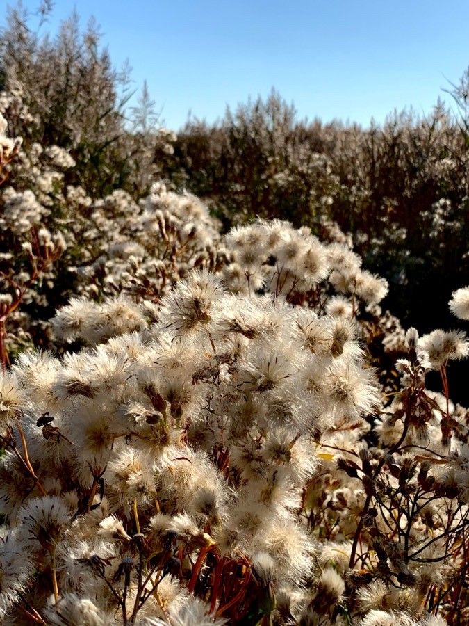 Senecio sarracenicus fruit