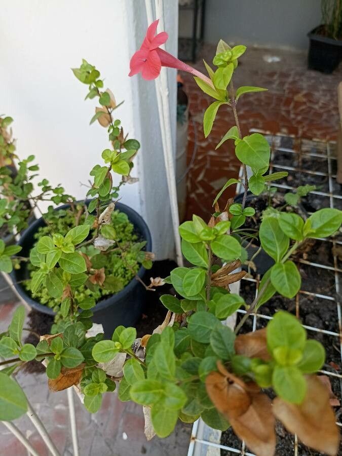 Barleria repens — search result for 'Acanthaceae'