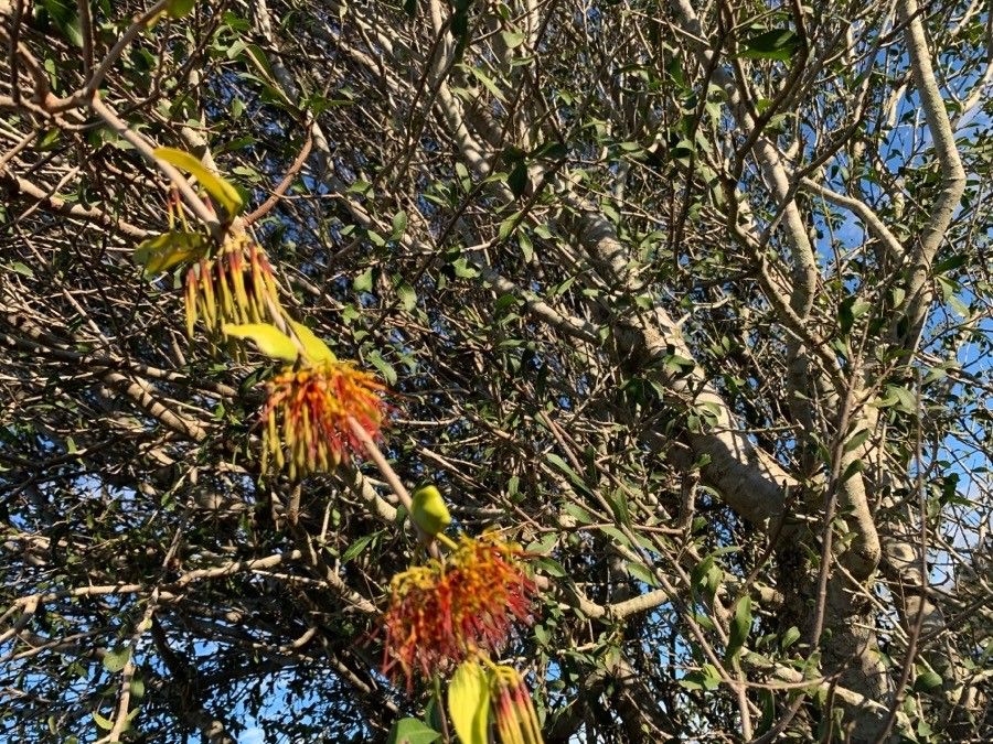 Amyema congener flower