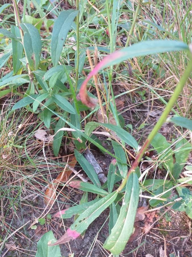 Hieracium umbellatum — search result for 'Hieracium'