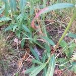 Hieracium umbellatum