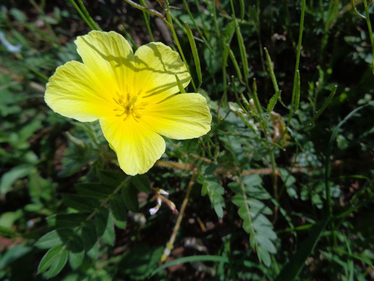 Tribulus zeyheri habit