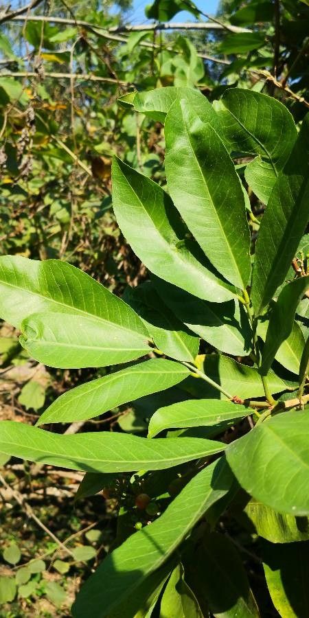 Glycosmis parviflora — search result for 'Rutaceae'