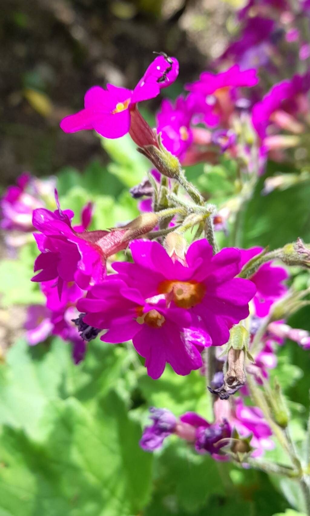 Primula polyneura flower