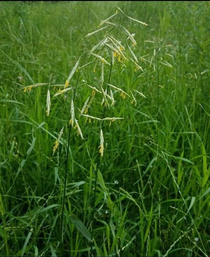 Bromopsis inermis flower