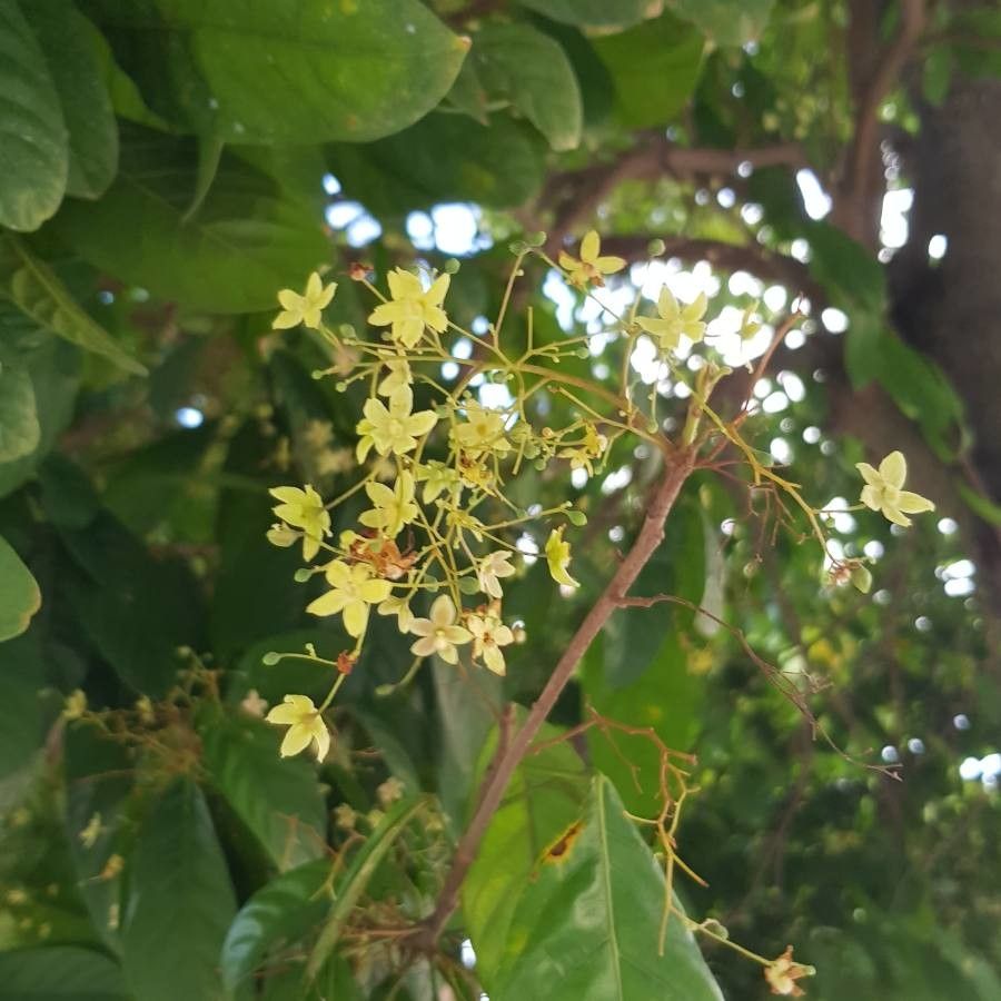 Sterculia monosperma flower