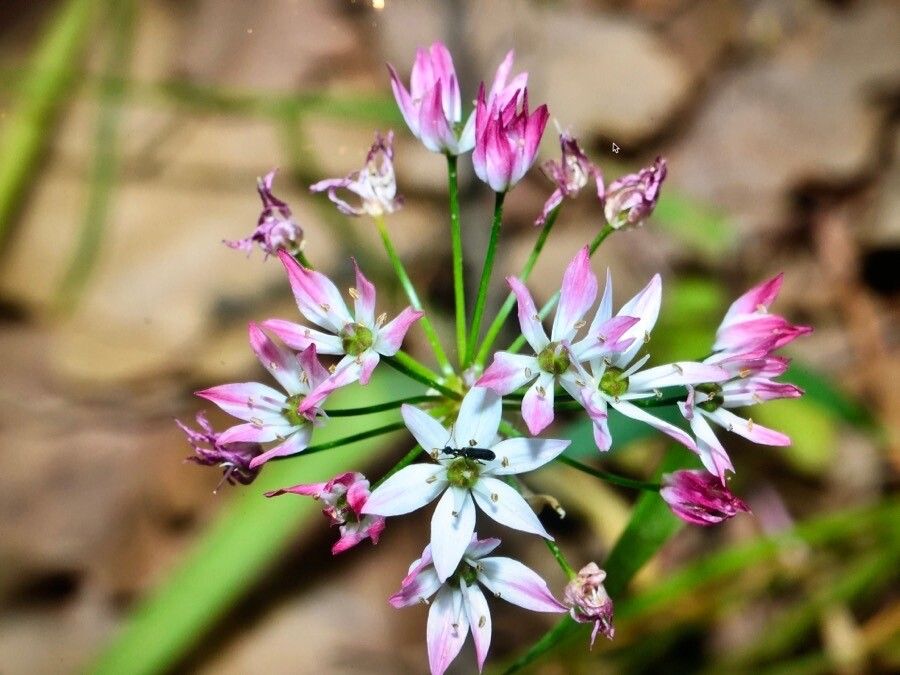 Allium trifoliatum flower