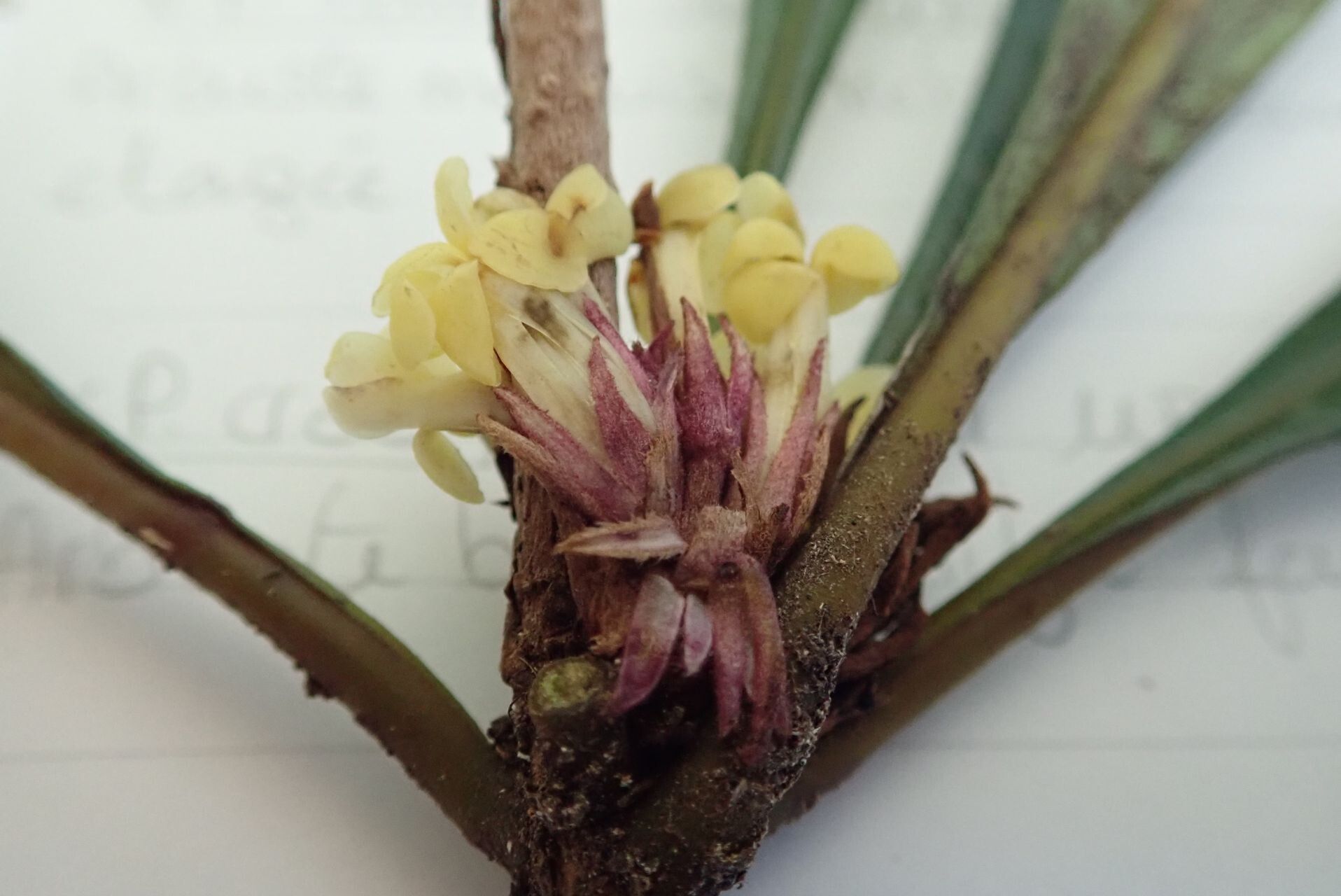 Pittosporum leratii — search result for 'Pittosporum'