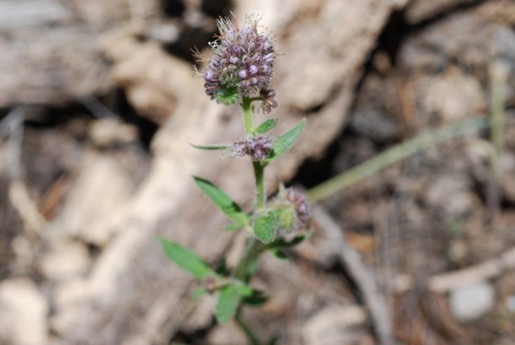 Phacelia mutabilis habit