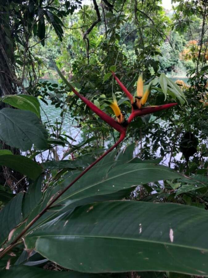 Heliconia vaginalis habit