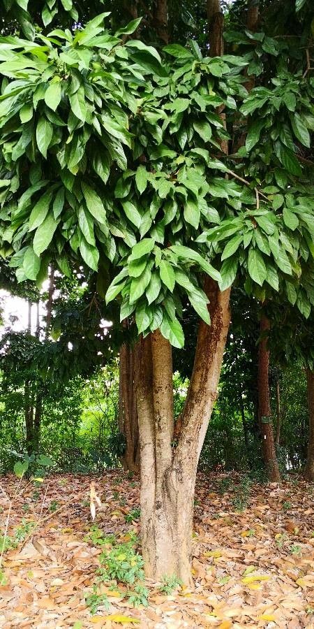 Scaphium scaphigerum habit