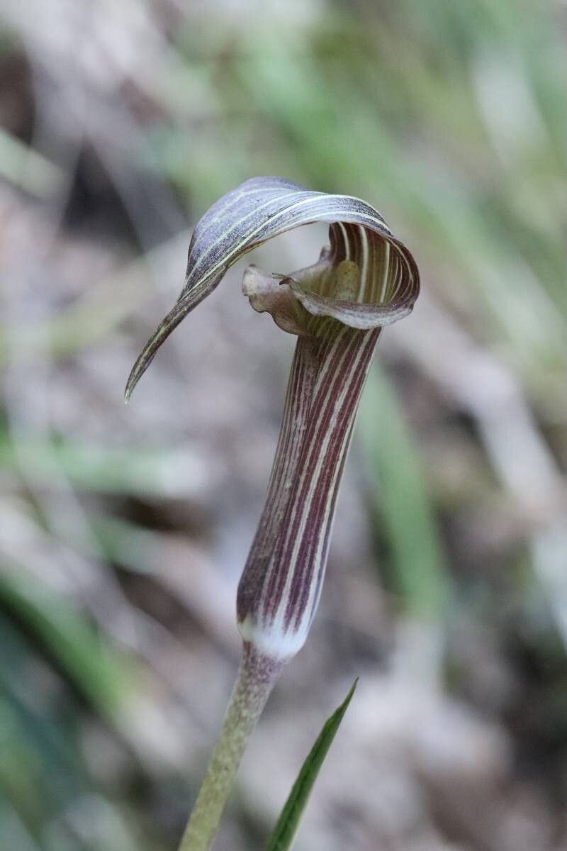 Arisaema aequinoctiale flower