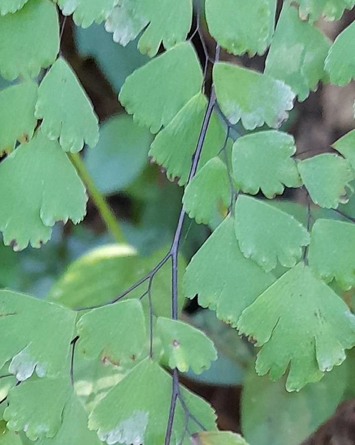 Adiantum lorentzii leaf