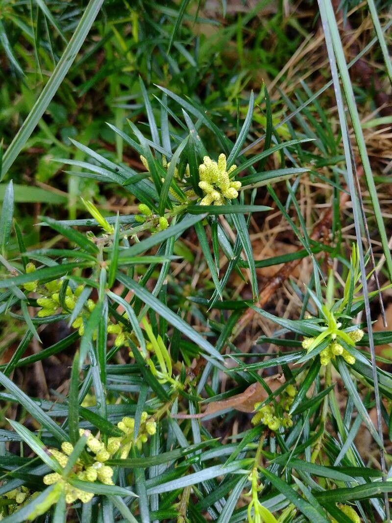 Podocarpus spinulosus habit