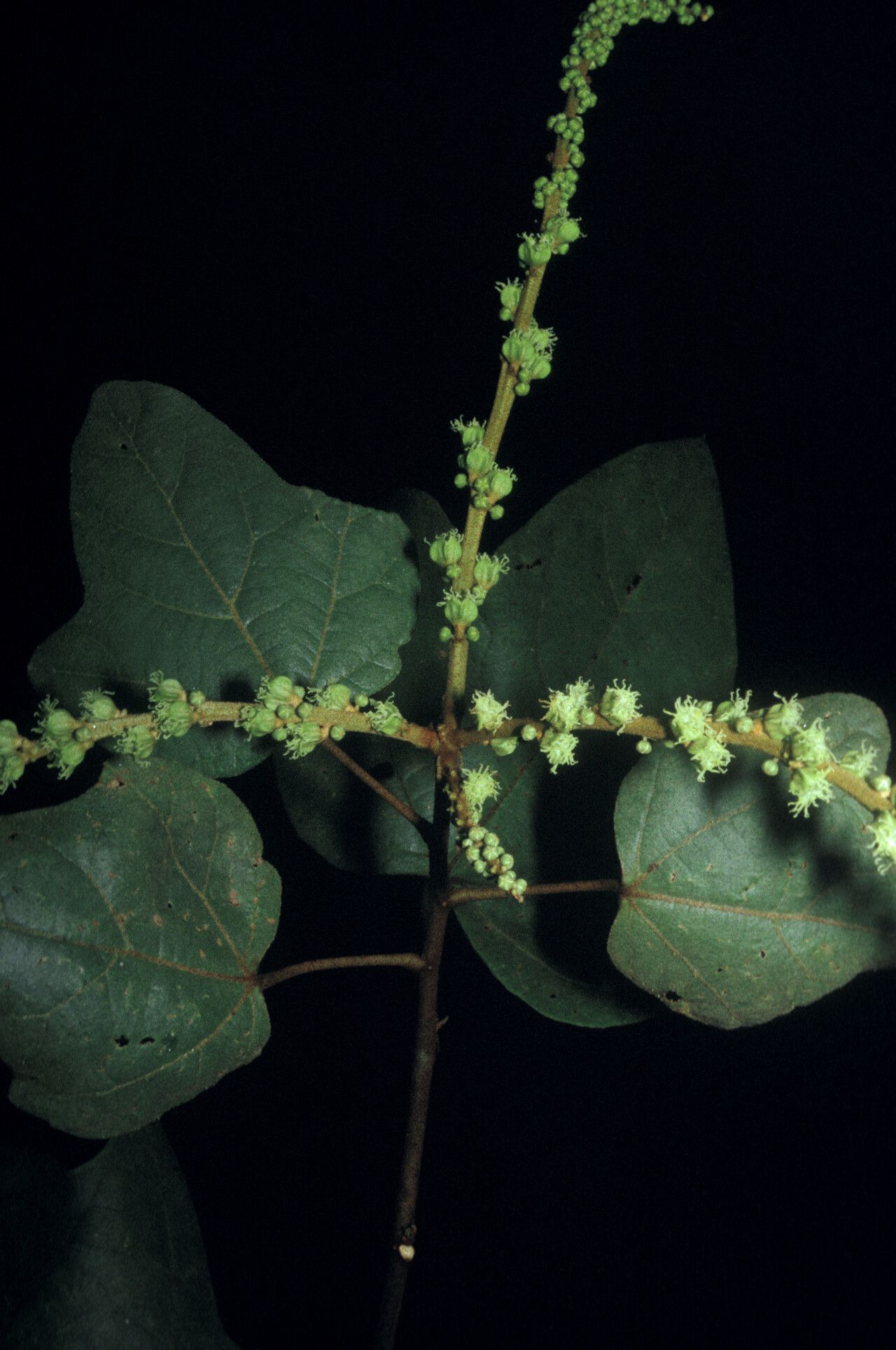 Croton nuntians — houseplant care guide