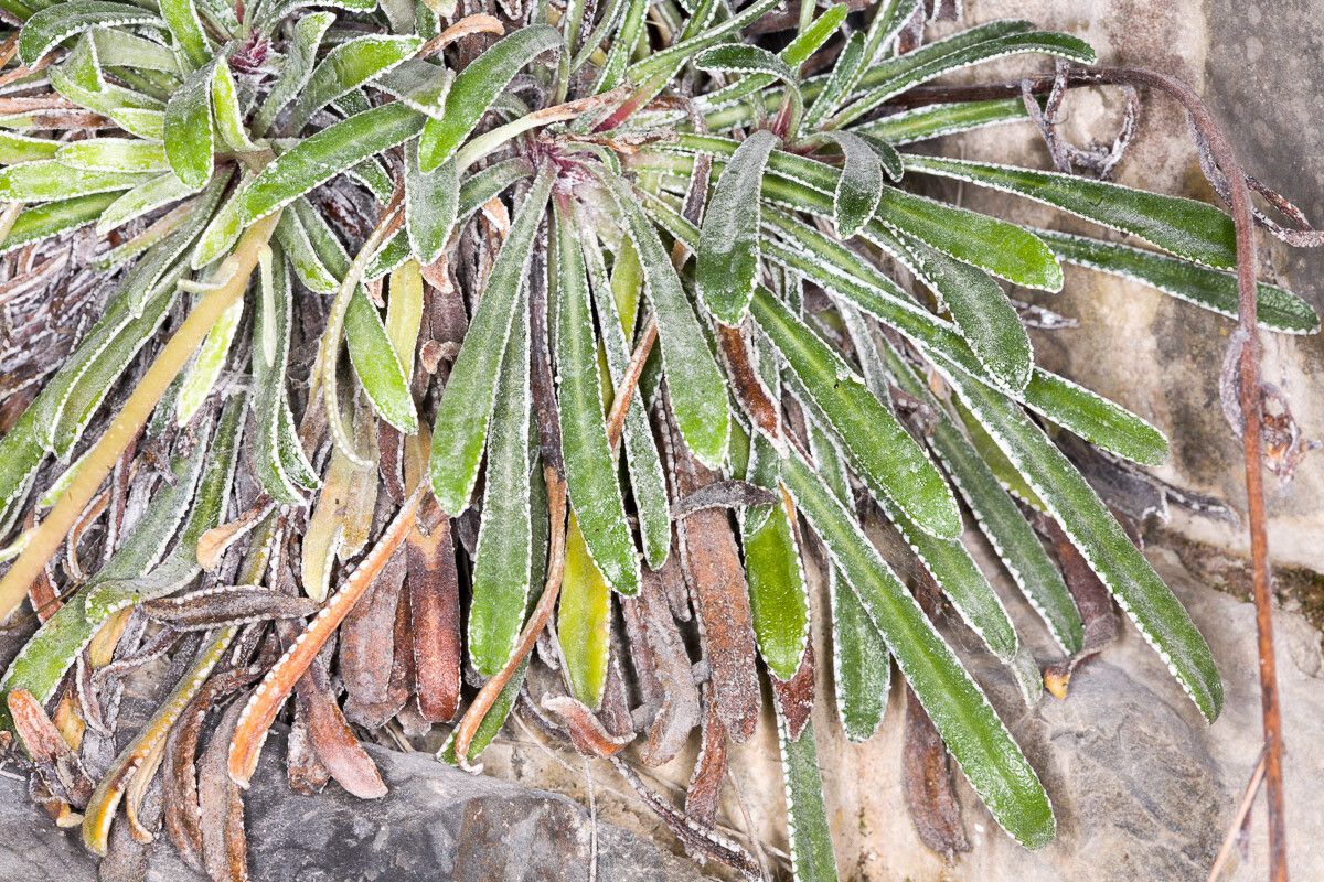 Saxifraga callosa leaf