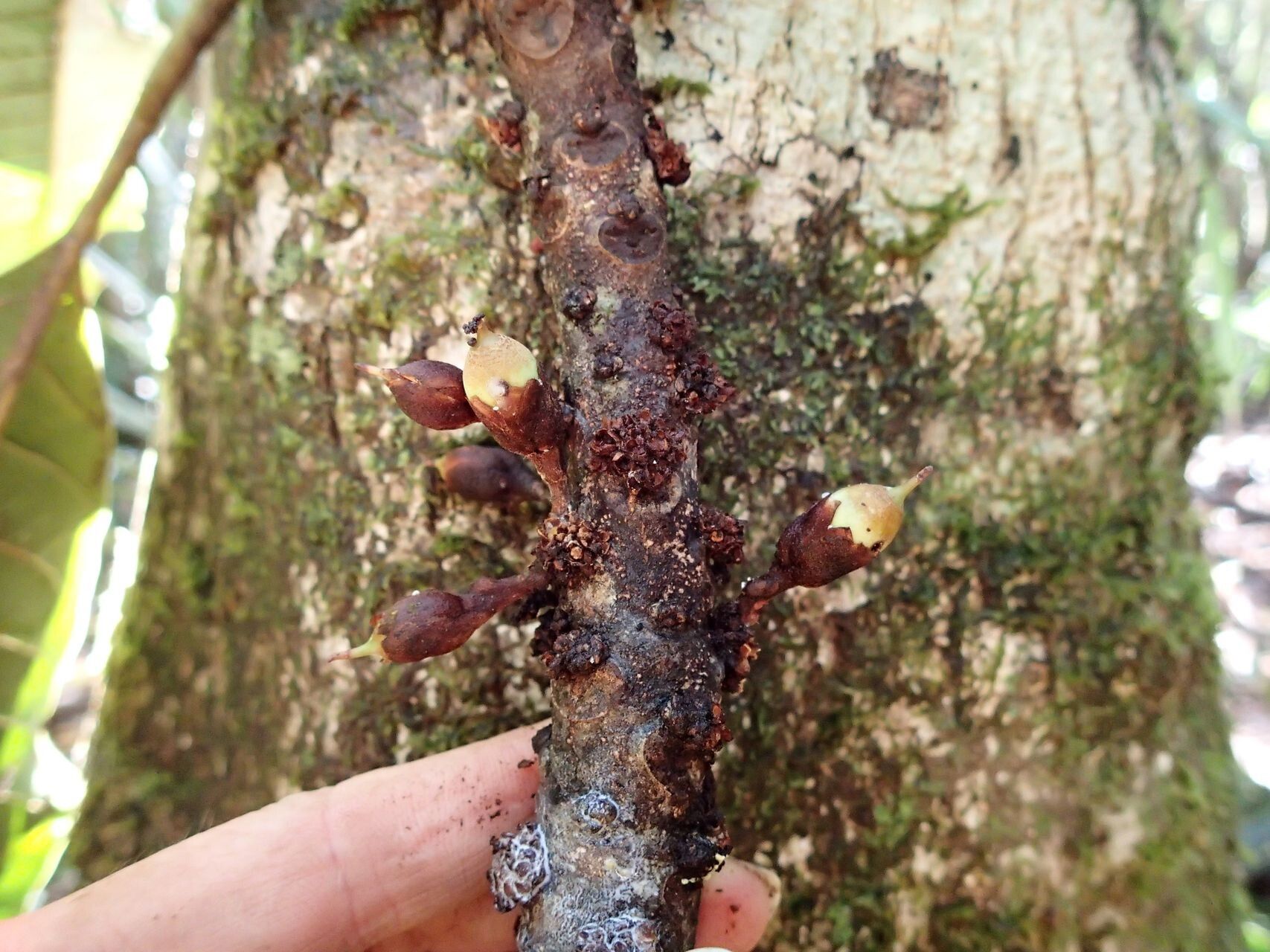 Pycnandra pubiflora bark