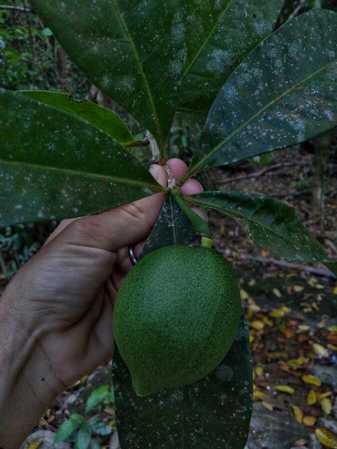 Casasia calophylla fruit