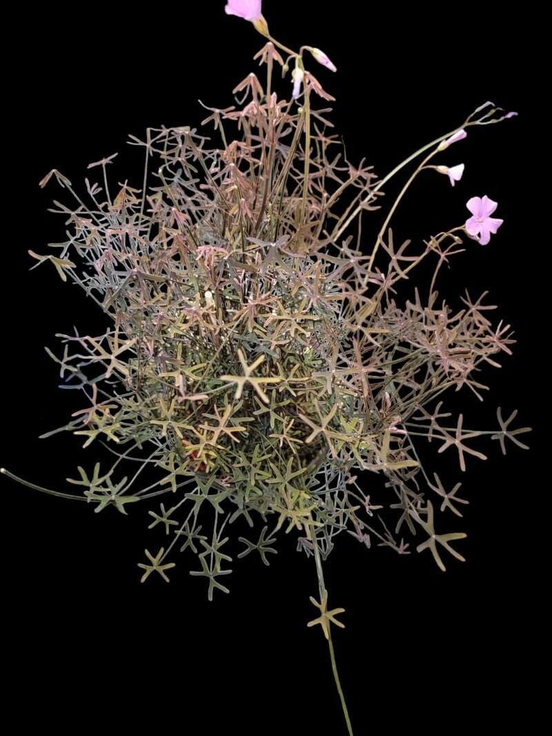 Oxalis livida — houseplant care guide