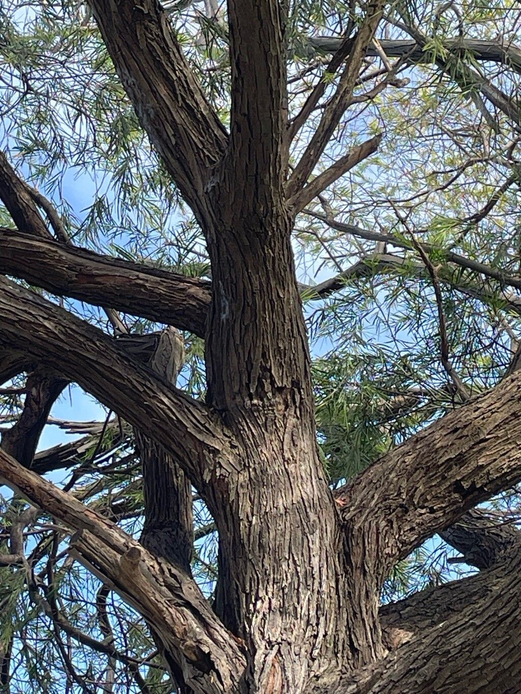 Acacia floribunda bark