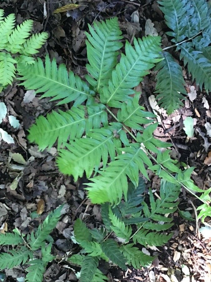 Woodwardia fimbriata — related species from the same genus