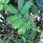 Woodwardia fimbriata