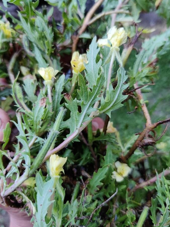 Oenothera laciniata — search result for 'Oenothera'