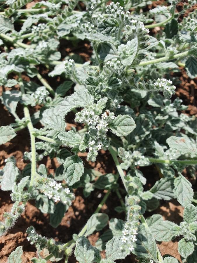 Coldenia procumbens flower