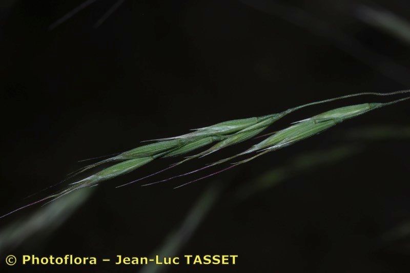 Ventenata dubia — search result for 'northwest Africa'