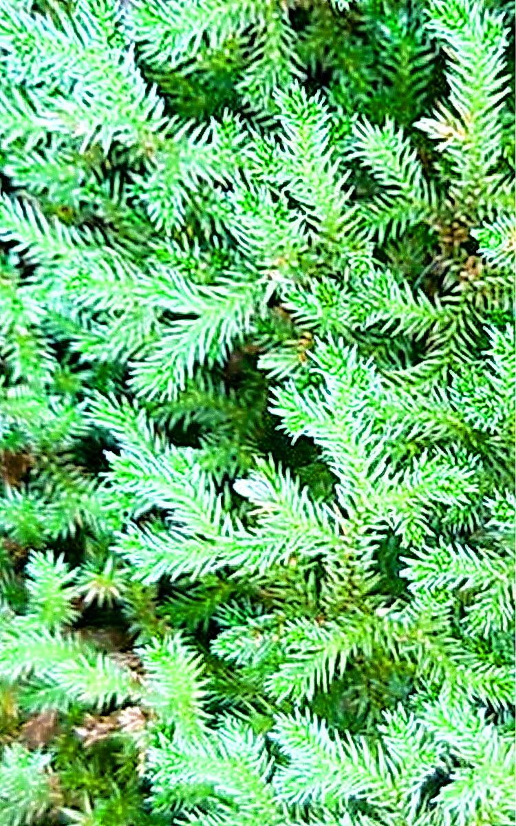 Selaginella bigelovii — houseplant care guide