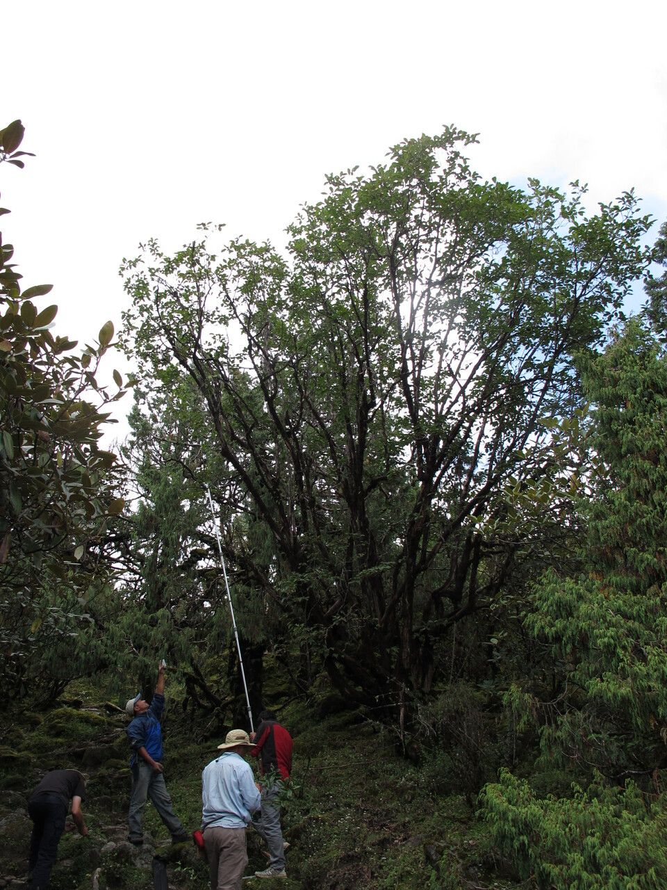 Lyonia villosa other