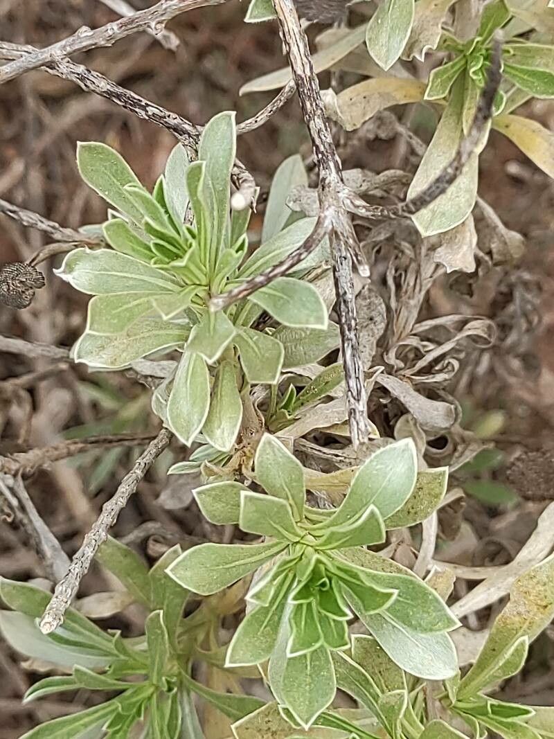 Asteriscus intermedius leaf