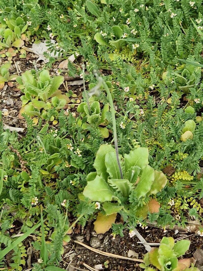 Arnoseris minima leaf