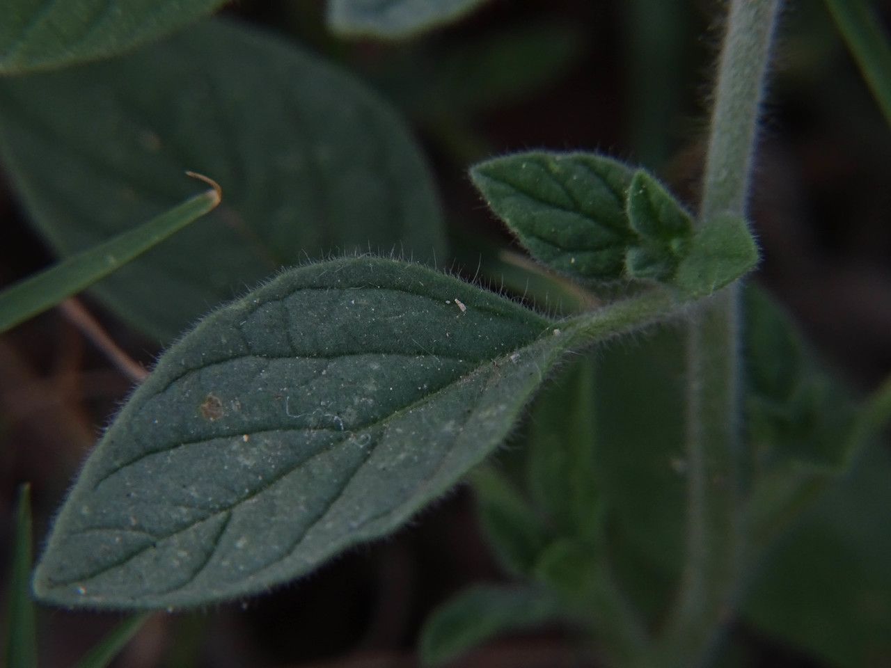 Heliotropium hirsutissimum — search result for 'Cyprus'