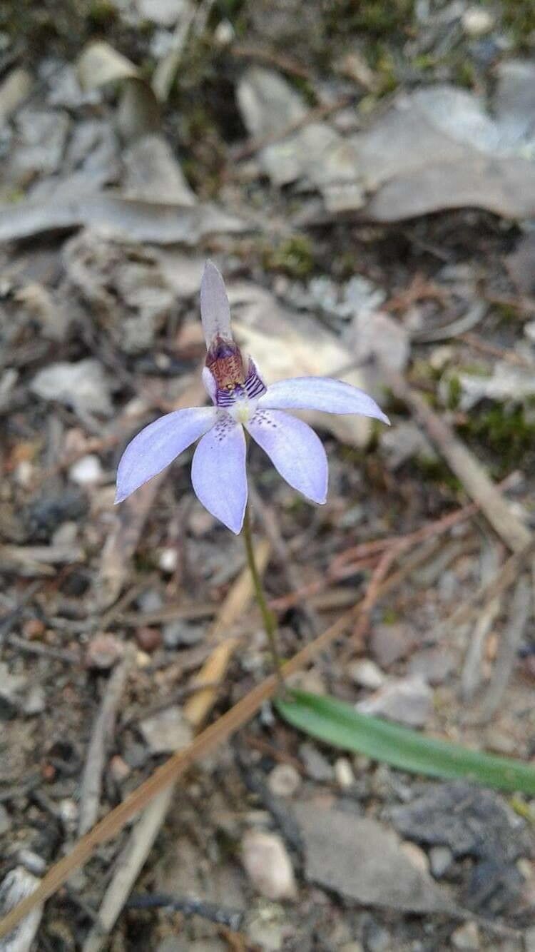Caladenia catenata flower
