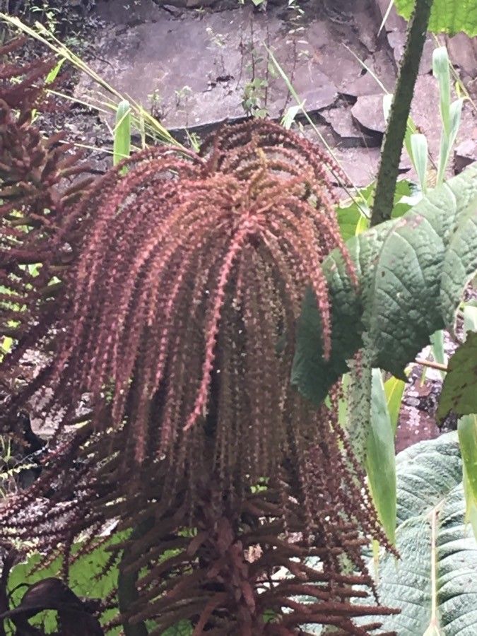 Gunnera insignis flower