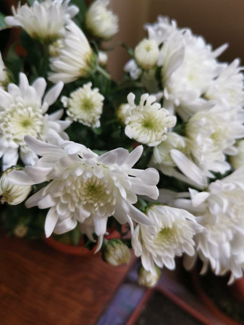 Chrysanthemum × morifolium flower