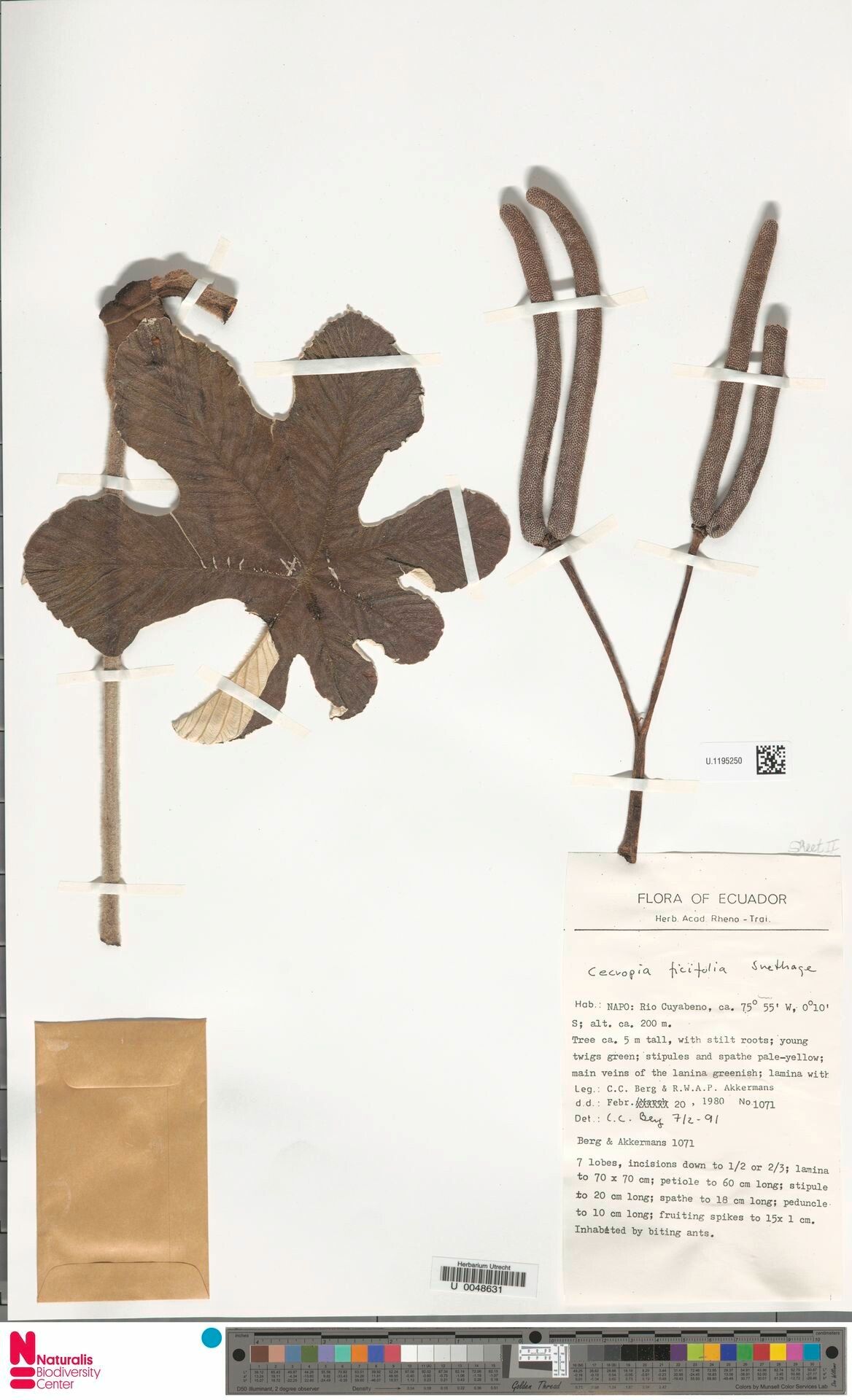 Cecropia ficifolia flower