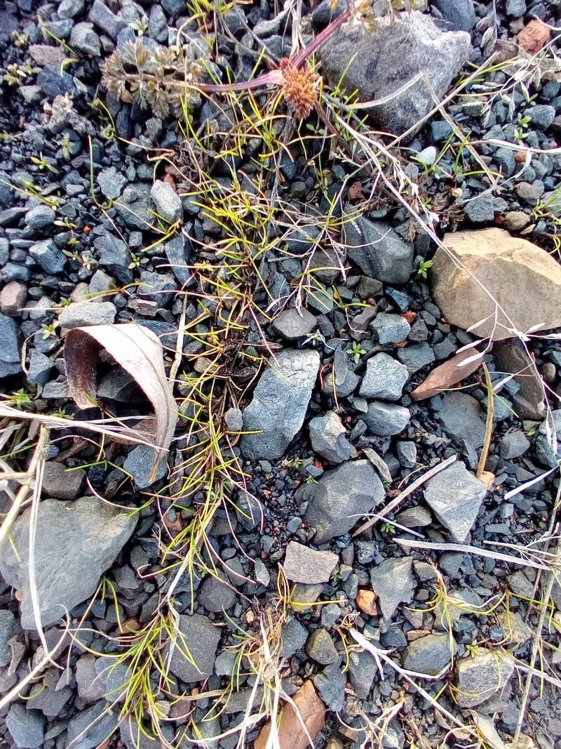 Cyperus subsquarrosus — houseplant care guide