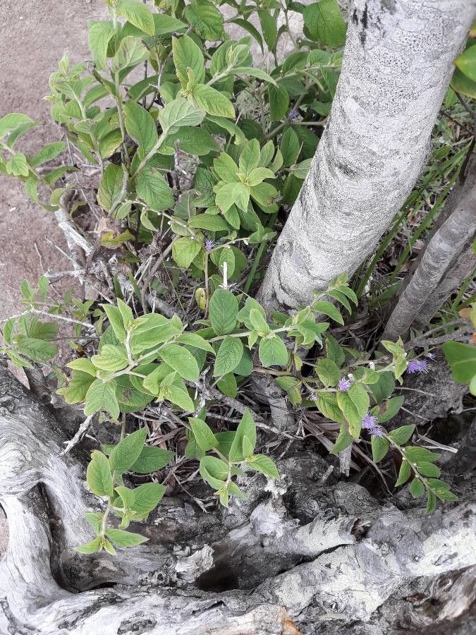 Vernonia arborescens habit