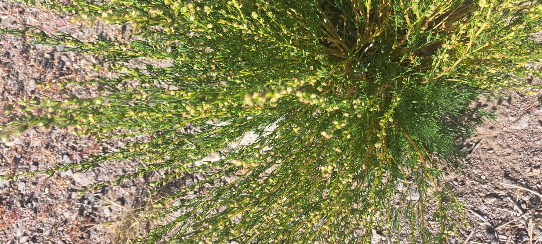 Artemisia michauxiana — search result for 'Artemisia'