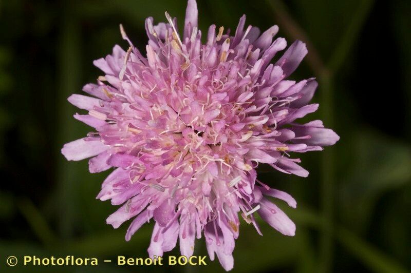Knautia lebrunii flower
