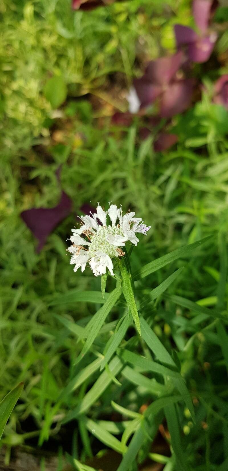 Pycnanthemum tenuifolium flower