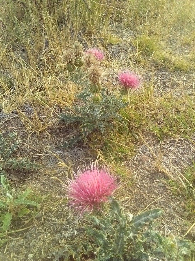 Cirsium arizonicum flower