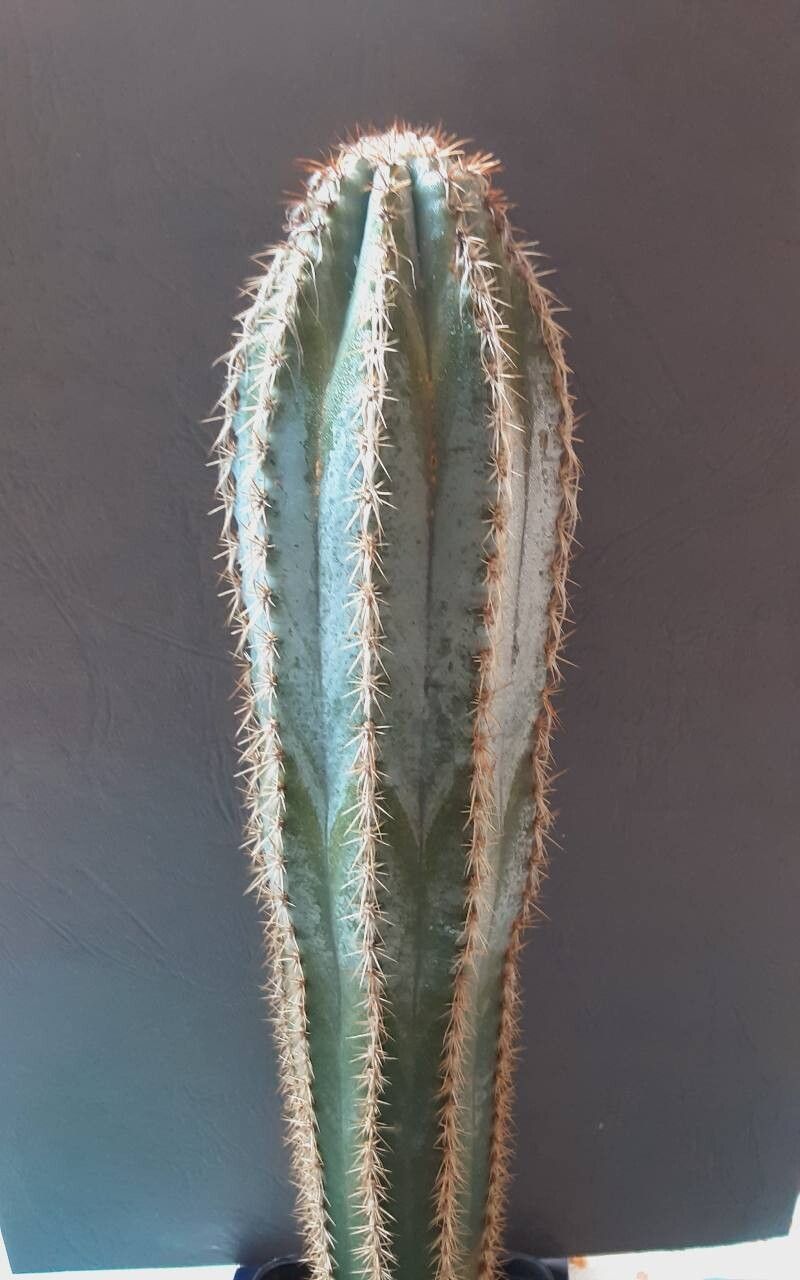 Pilosocereus armatus habit