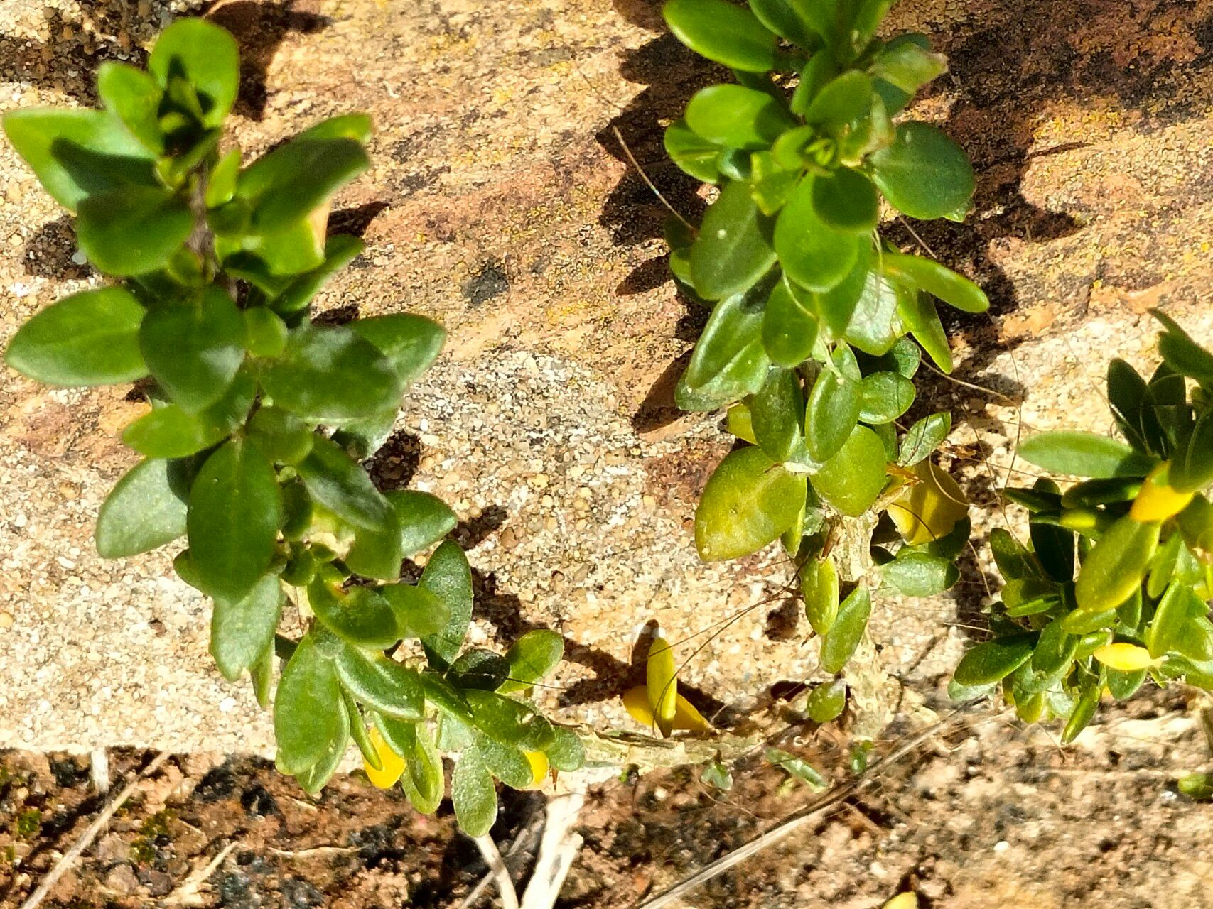 Roepera flexuosa — houseplant care guide