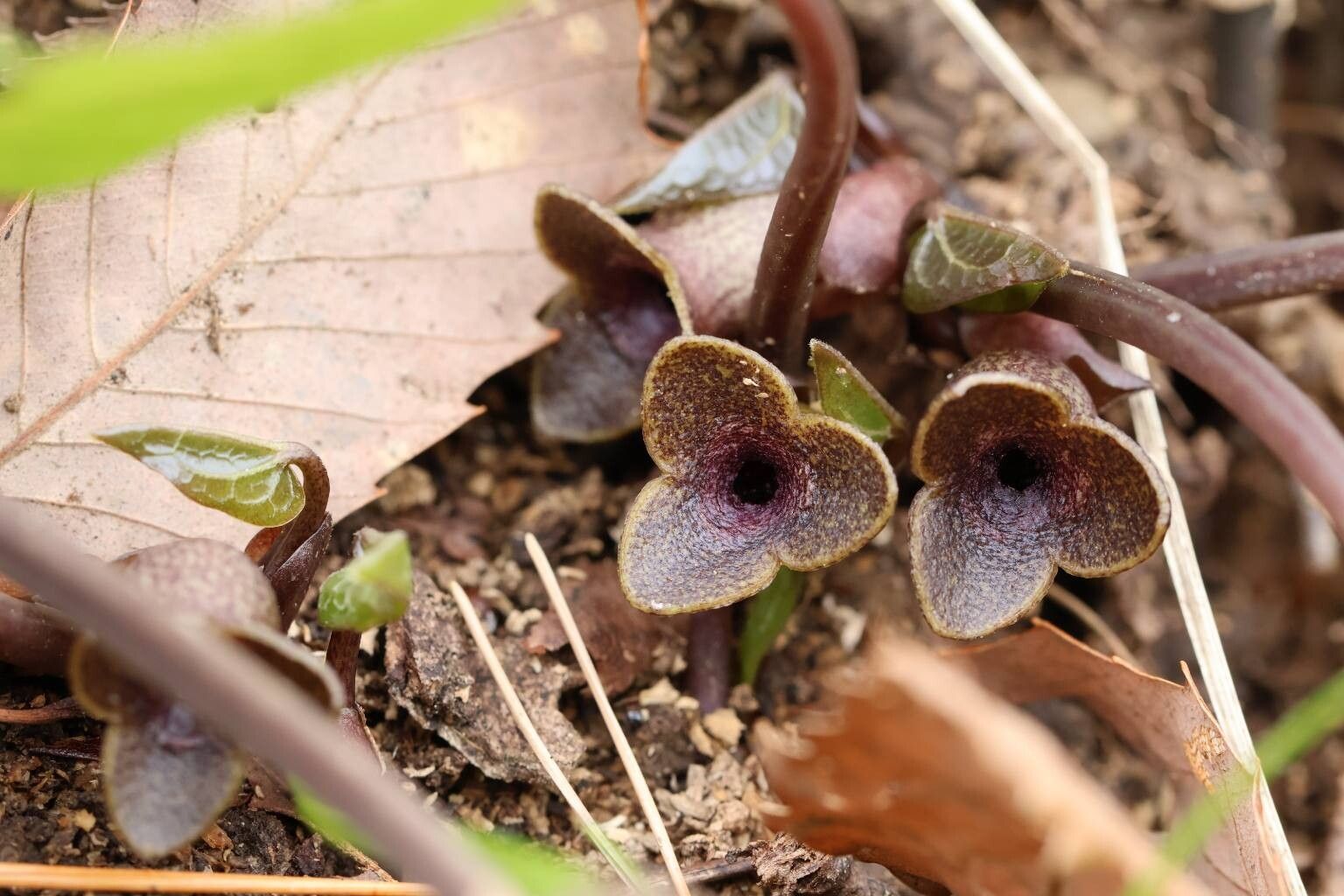 Asarum yoshikawae flower