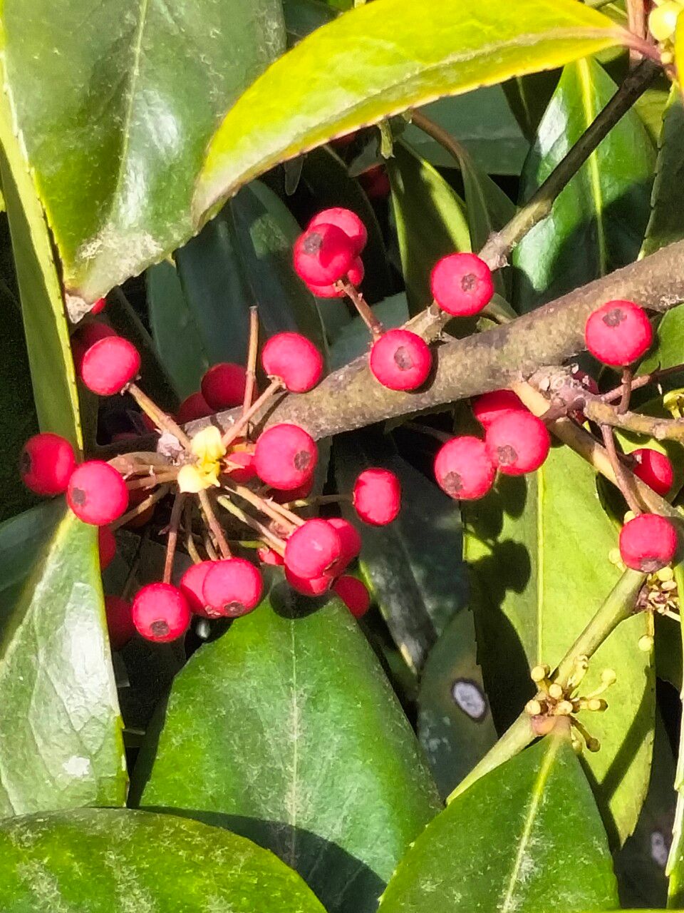 Ilex cassine fruit